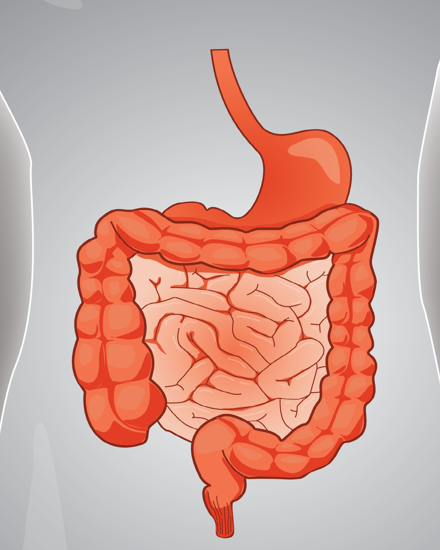Bowel Normal Graphic Website
